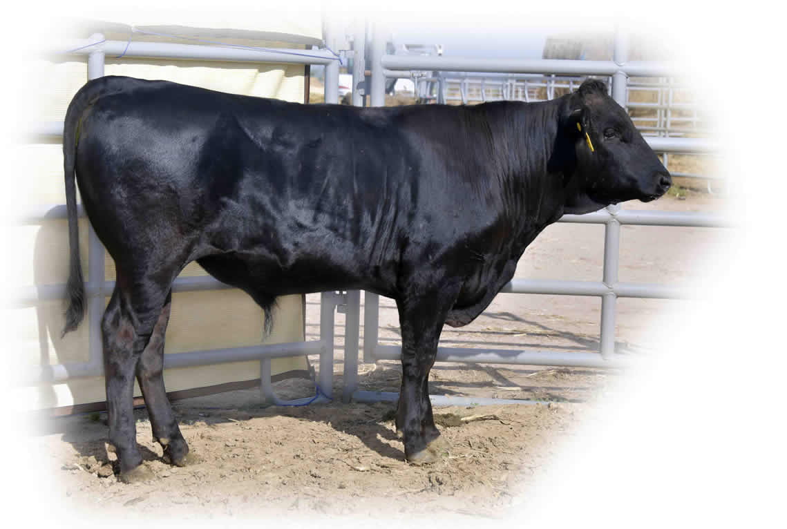 Shogun 7704 - Flying A Wagyu 100% Full Blood Black Wagyu Shogun as a yearling